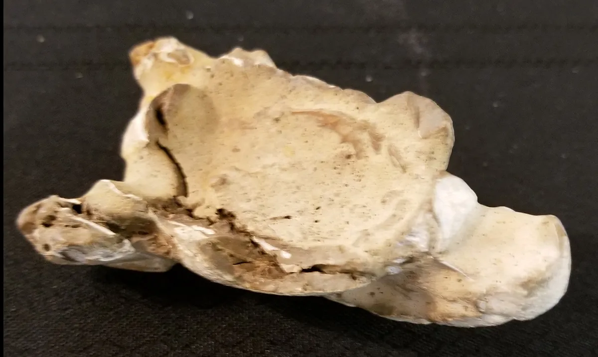 Fossilized Scorpion