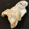 Fossilized Scorpion