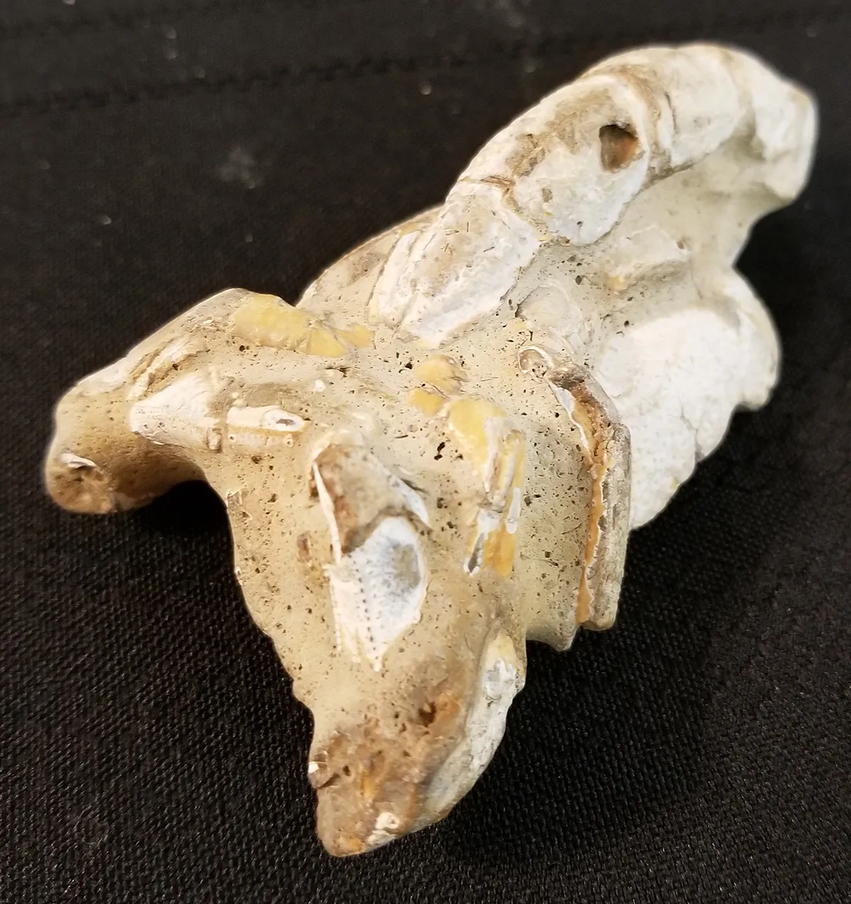 Fossilized Scorpion
