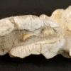 Fossilized Scorpion