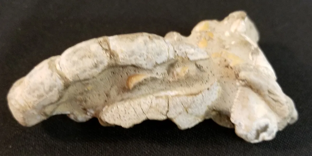Fossilized Scorpion