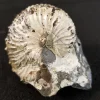 NH217-A-1 Opalized Ammonite Fossil