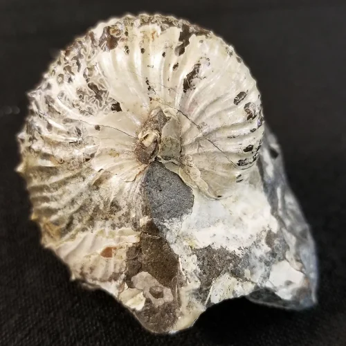 Opalized Ammonite Fossil