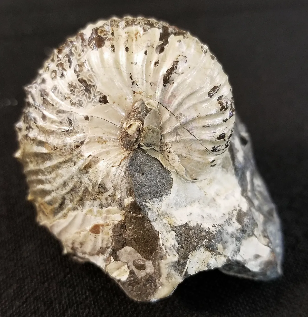 NH217-A-1 Opalized Ammonite Fossil