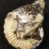 NH217-B-1 Opalized Ammonite Fossil