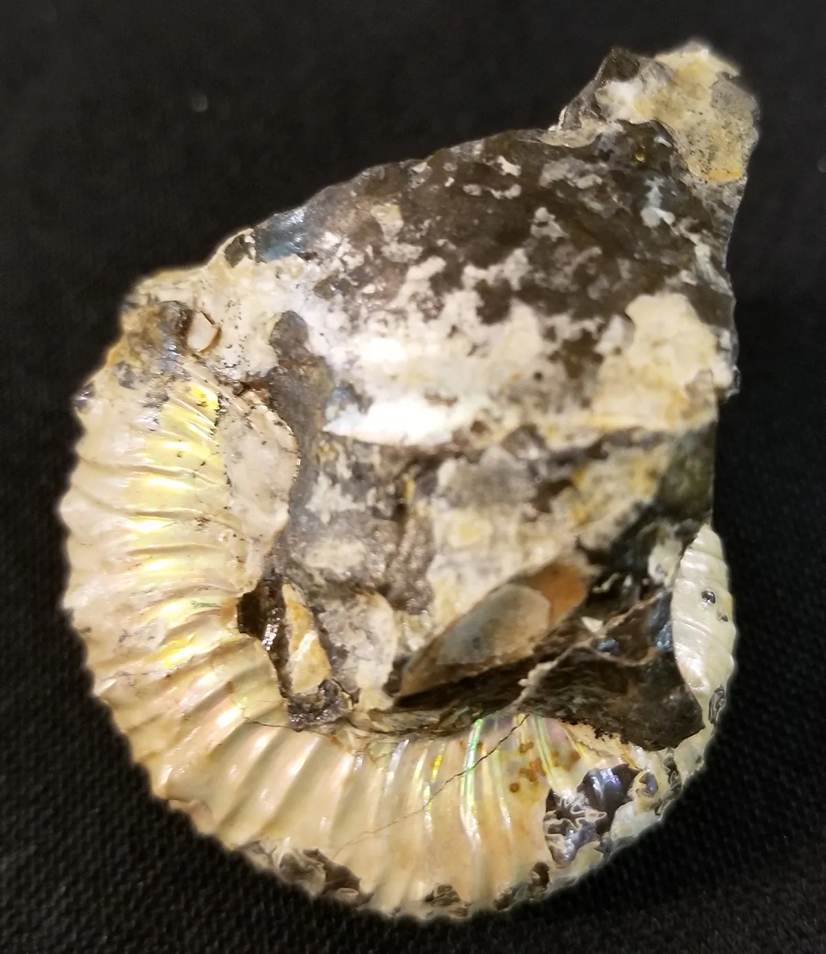 NH217-B-1 Opalized Ammonite Fossil