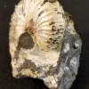 NH217-C-1 Opalized Ammonite Fossil