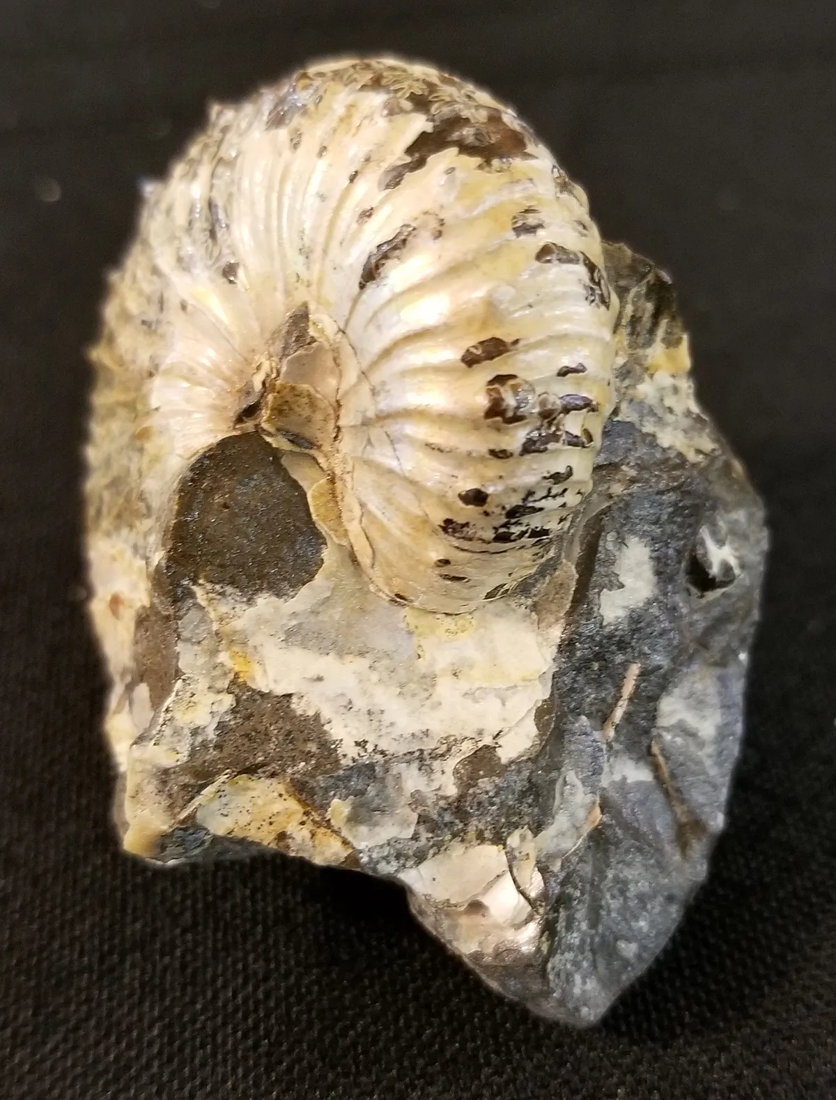 NH217-C-1 Opalized Ammonite Fossil