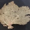 Turritella fossil, Terrebralis