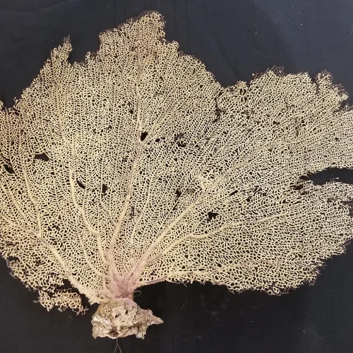 Turritella fossil, Terrebralis