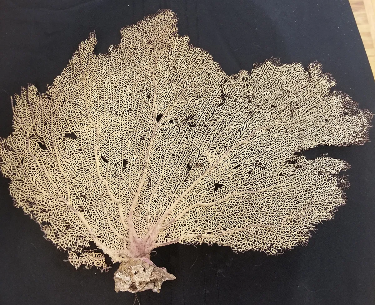Turritella fossil, Terrebralis