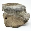 NH254-A Fossilized Whale Vertebrae