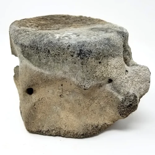 Fossilized Whale Vertebrae