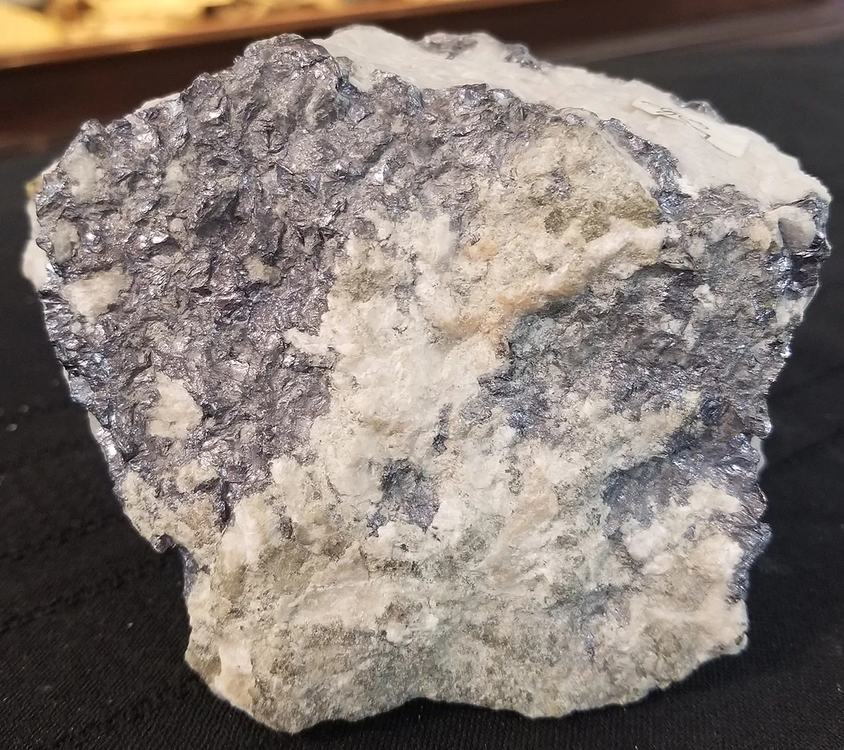 NH255-A Fossilized Whale Vertebrae Unique Low Profile