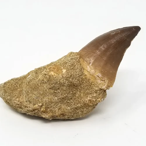 Mosasaurs Tooth in Matrix
