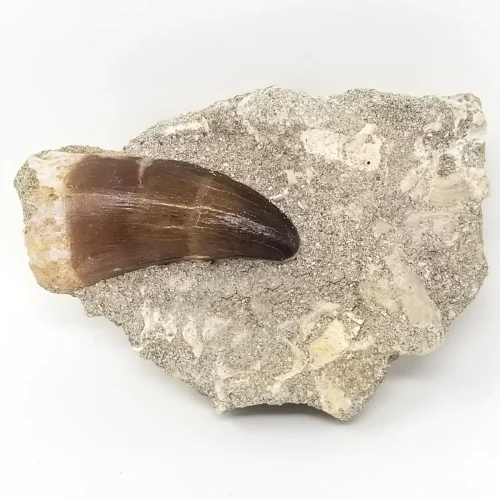 Mosasaur Tooth in Matrix