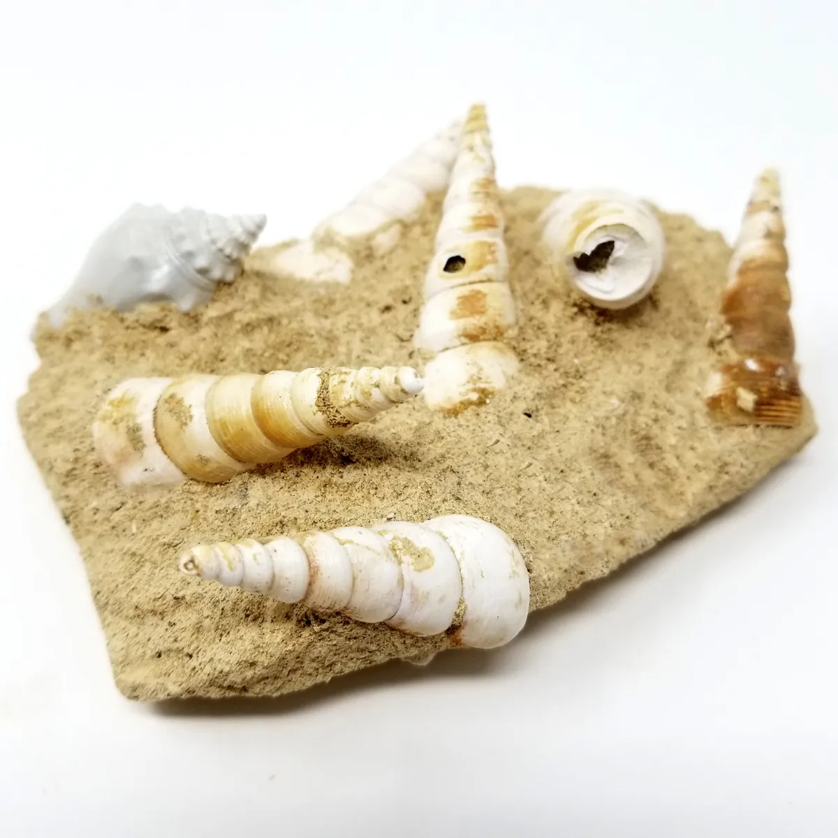 Turritella Fossil, Terrebralis