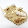 Turritella Fossil, Terrebralis