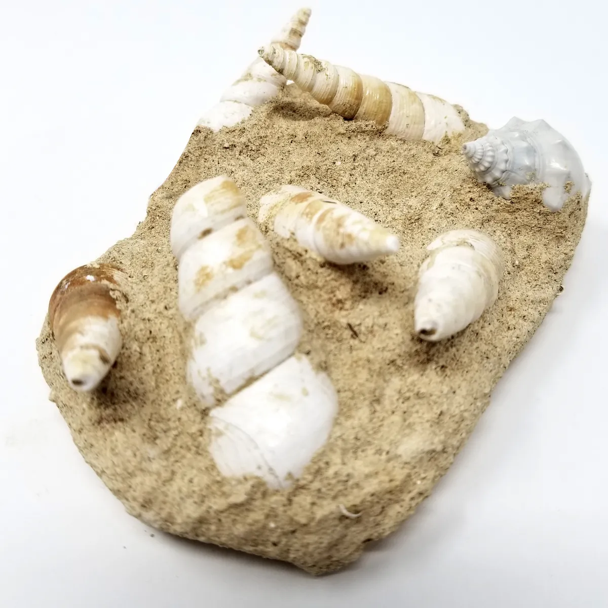 Turritella Fossil, Terrebralis
