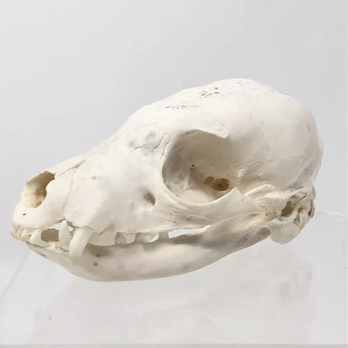 NH278A Juvenile Aardwolf Skull
