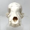 NH278B Juvenile Aardwolf Skull