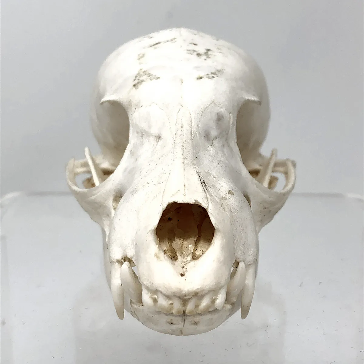 NH278B Juvenile Aardwolf Skull