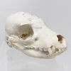 NH278C Juvenile Aardwolf Skull