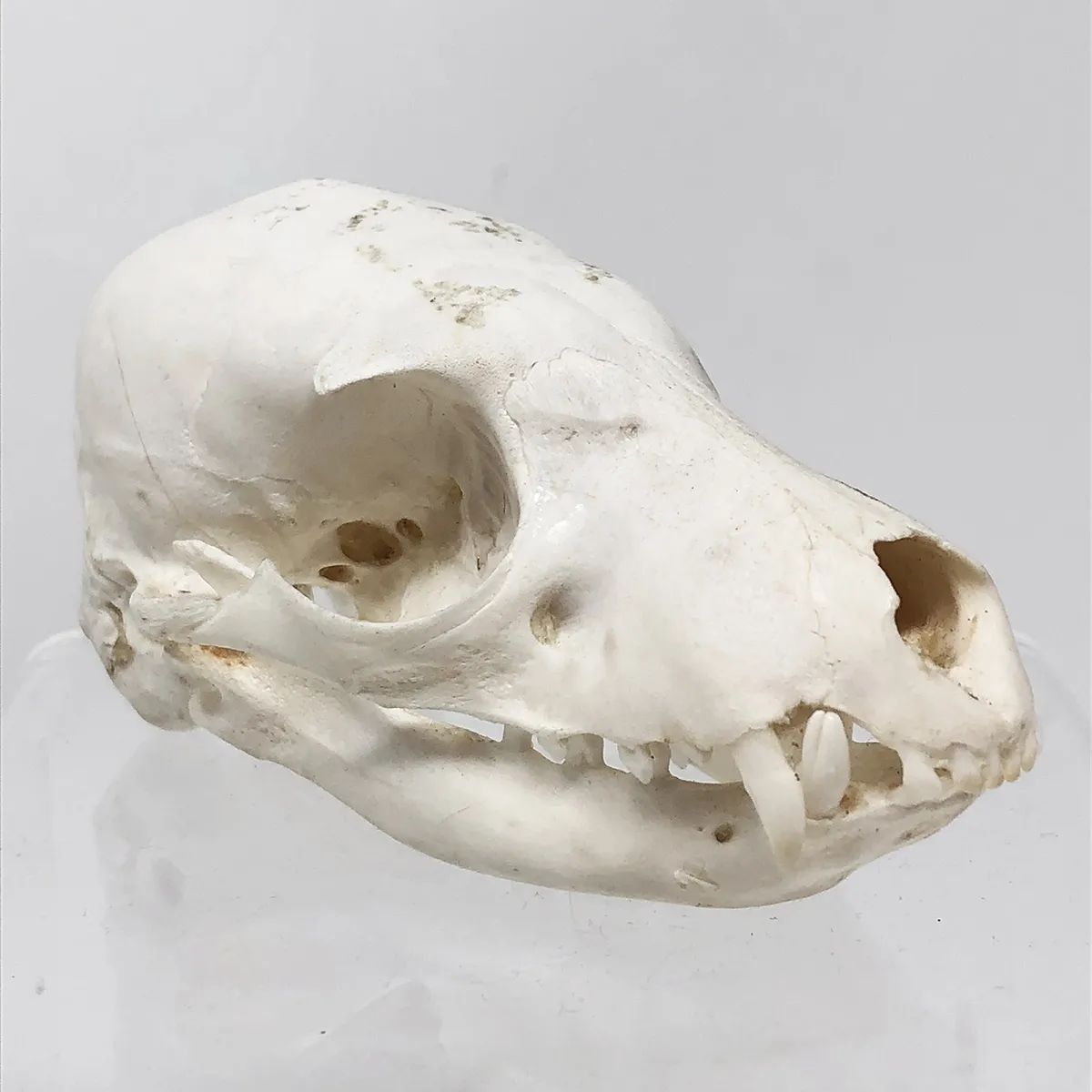 NH278C Juvenile Aardwolf Skull