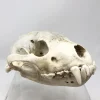 Wolverine Skull