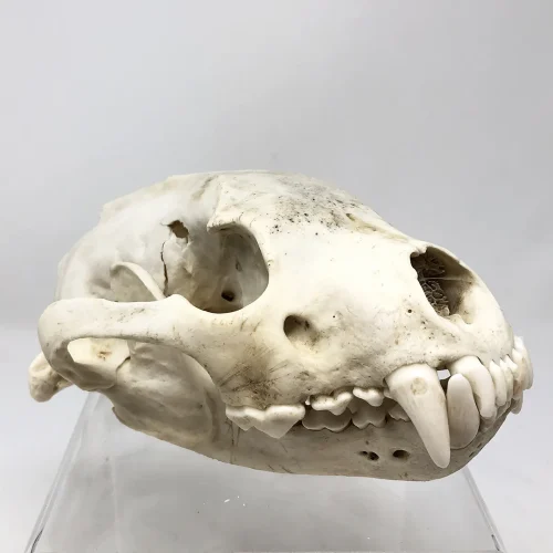 NH282A Wolverine Skull