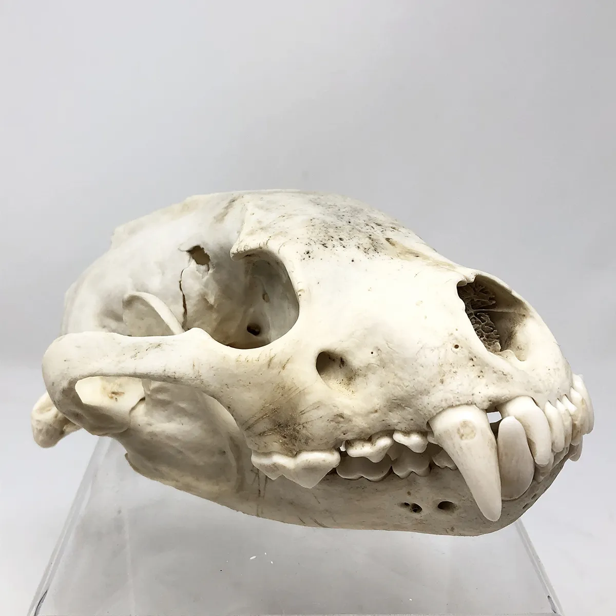 Wolverine Skull
