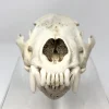 Wolverine Skull