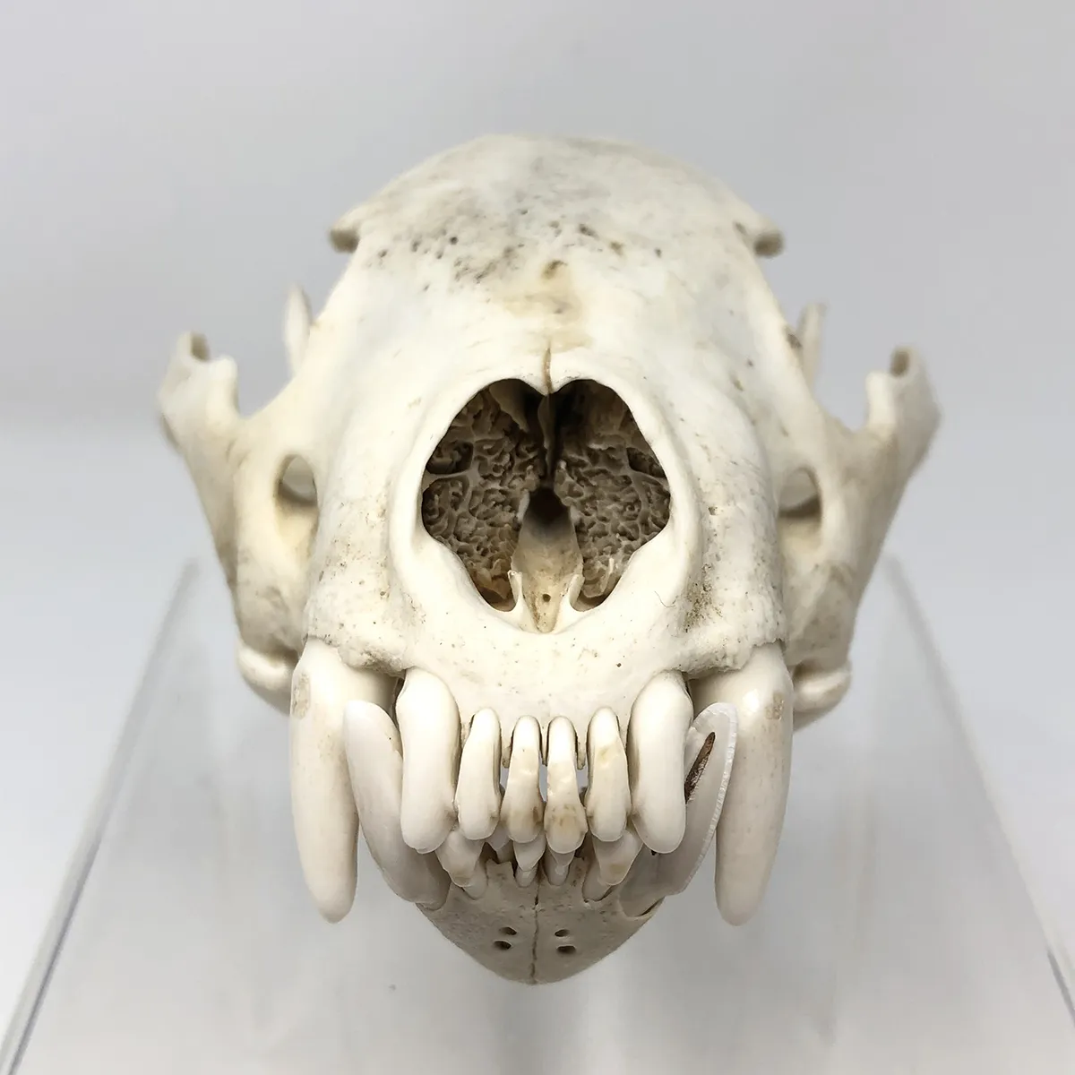 Wolverine Skull