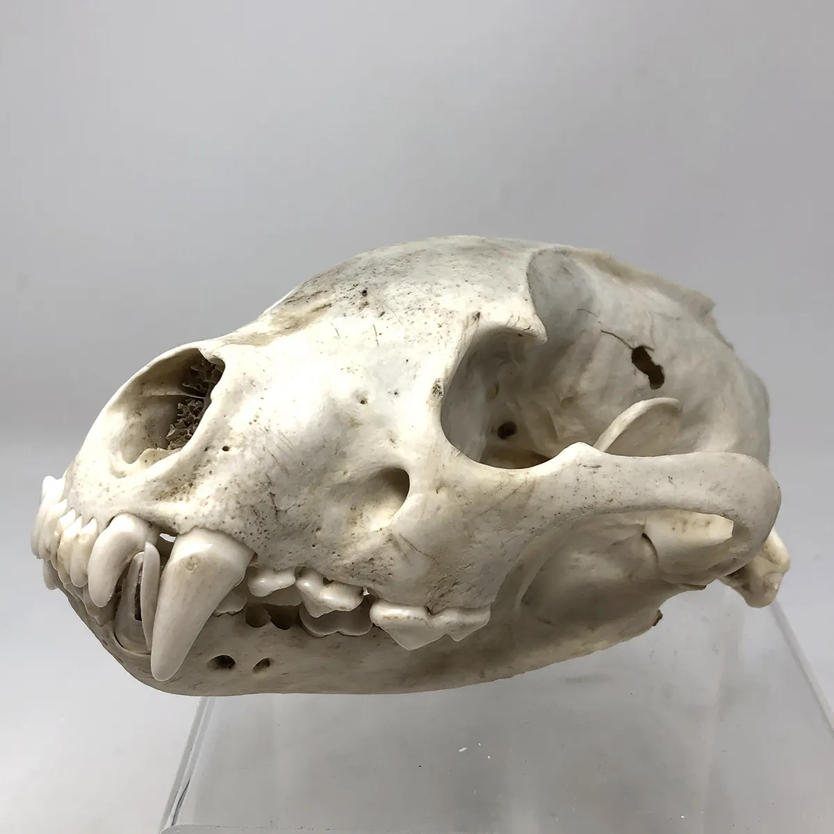 Wolverine Skull