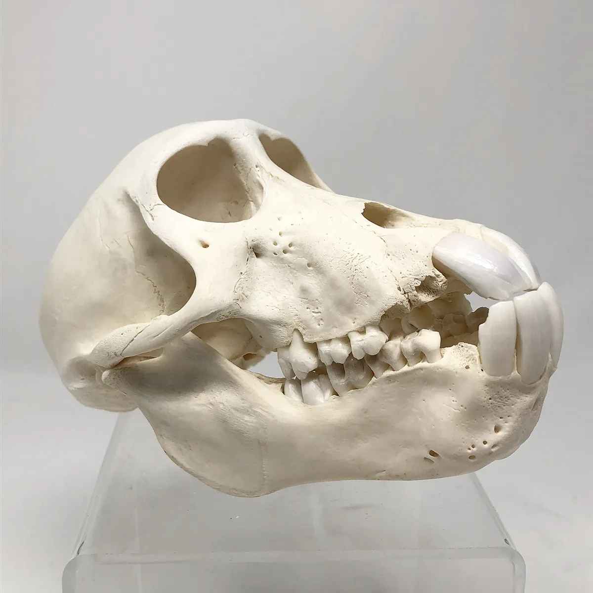 Juvenile Chacma Baboon Skull