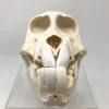 Juvenile Chacma Baboon Skull