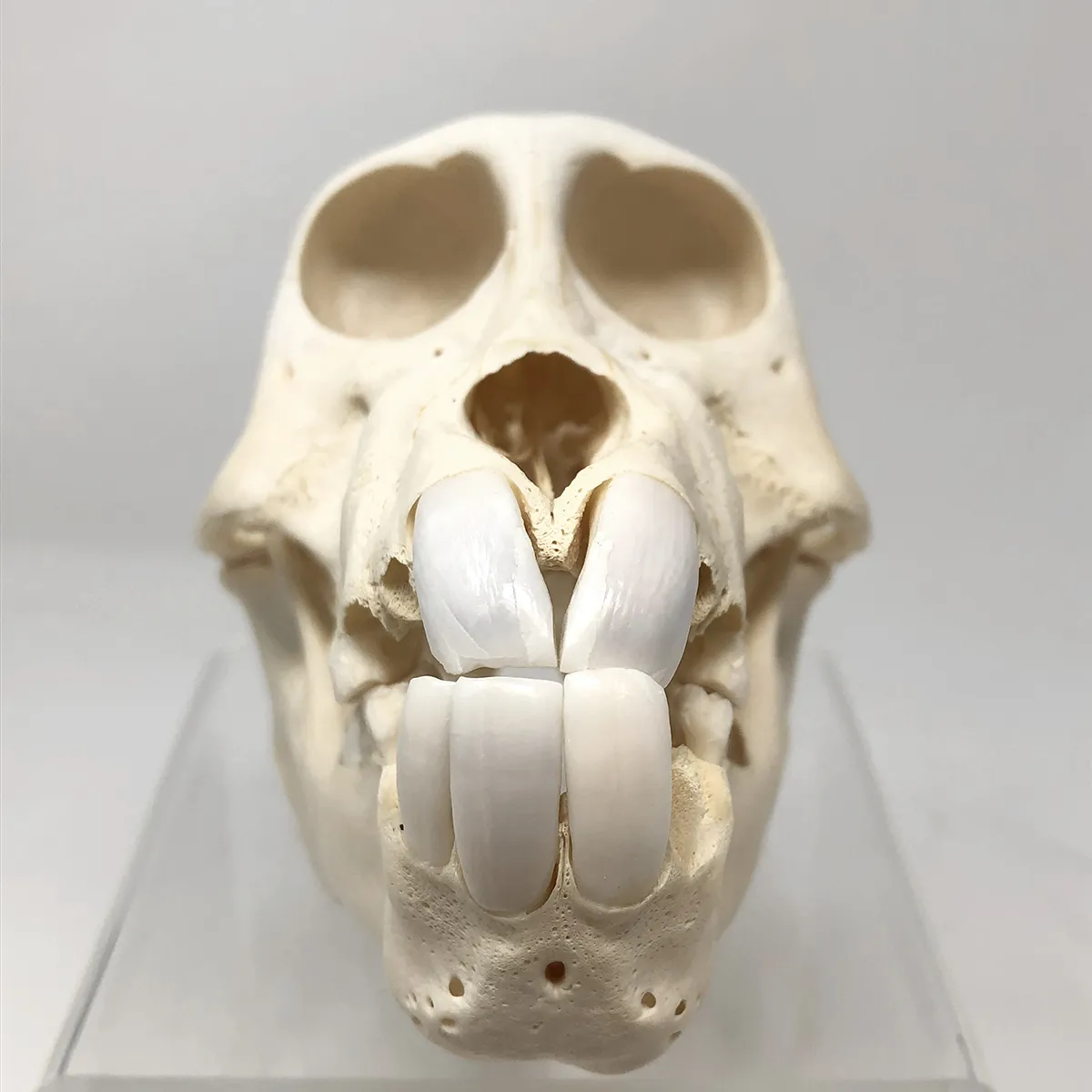Juvenile Chacma Baboon Skull