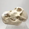 Juvenile Chacma Baboon Skull