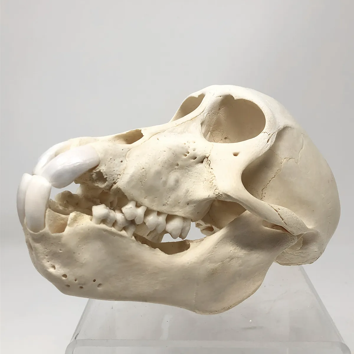 Juvenile Chacma Baboon Skull