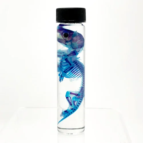 Diaphonized Rat in X-Tall Vial Purple/Dark Blue