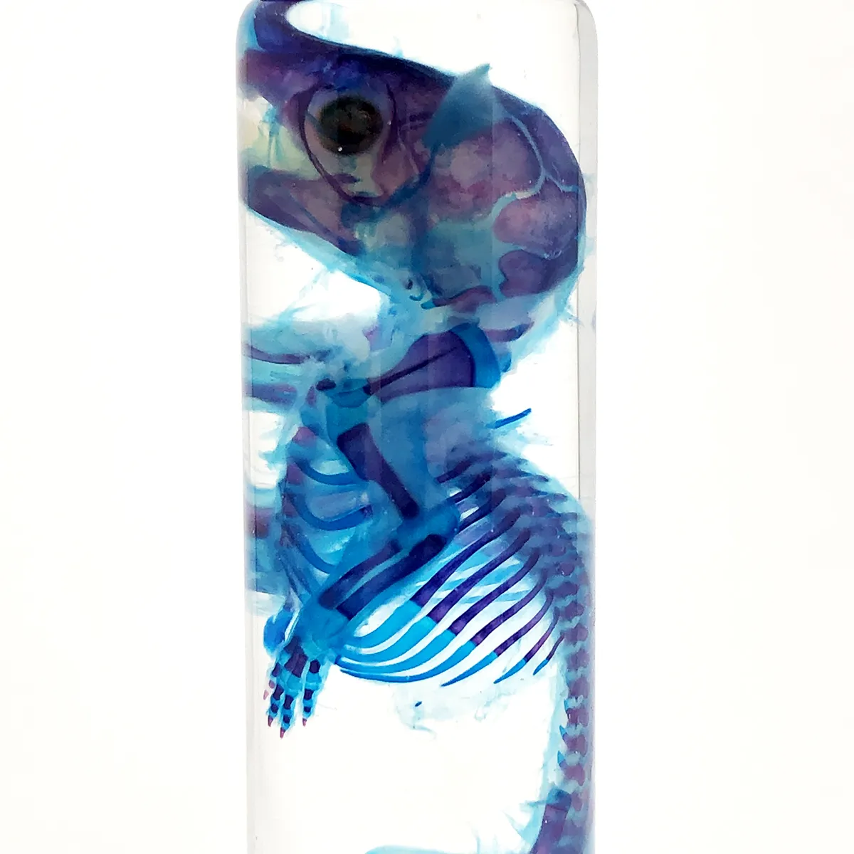 Diaphonized Rat in X-Tall Vial Purple/Dark Blue