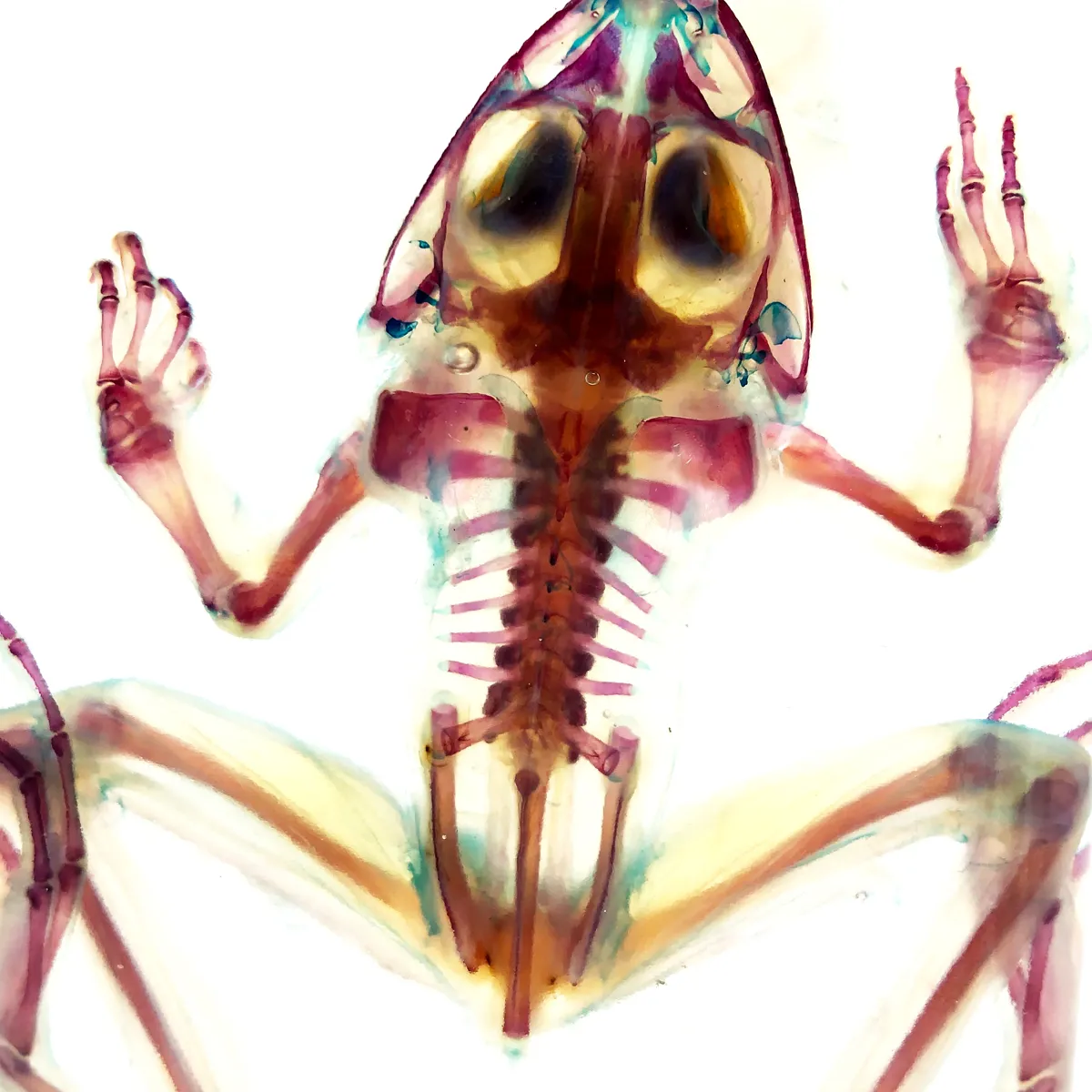 Diaphonized  Frog in Vintage Flask