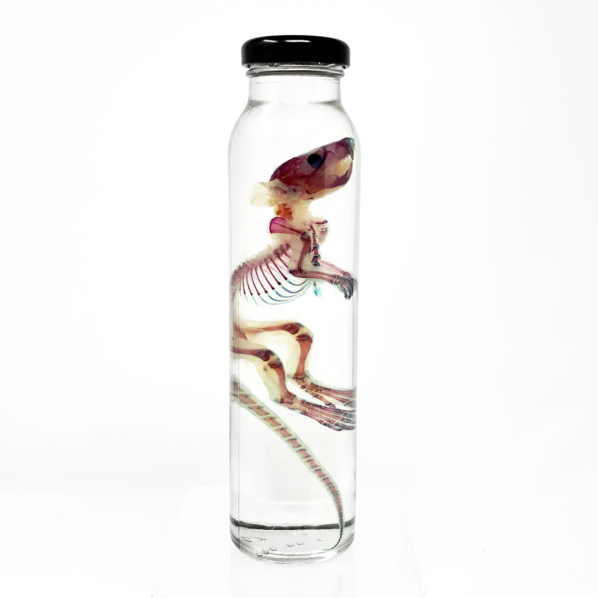 Diaphonized Double Stained Rat in Tall Drink Container