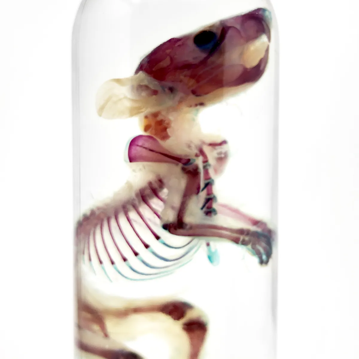 Diaphonized Double Stained Rat in Tall Drink Container