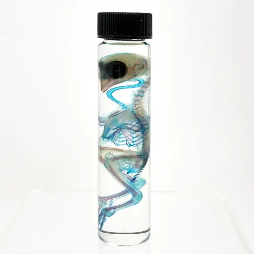 Diaphonized Young Quail in X-Tall Vial Double Stained