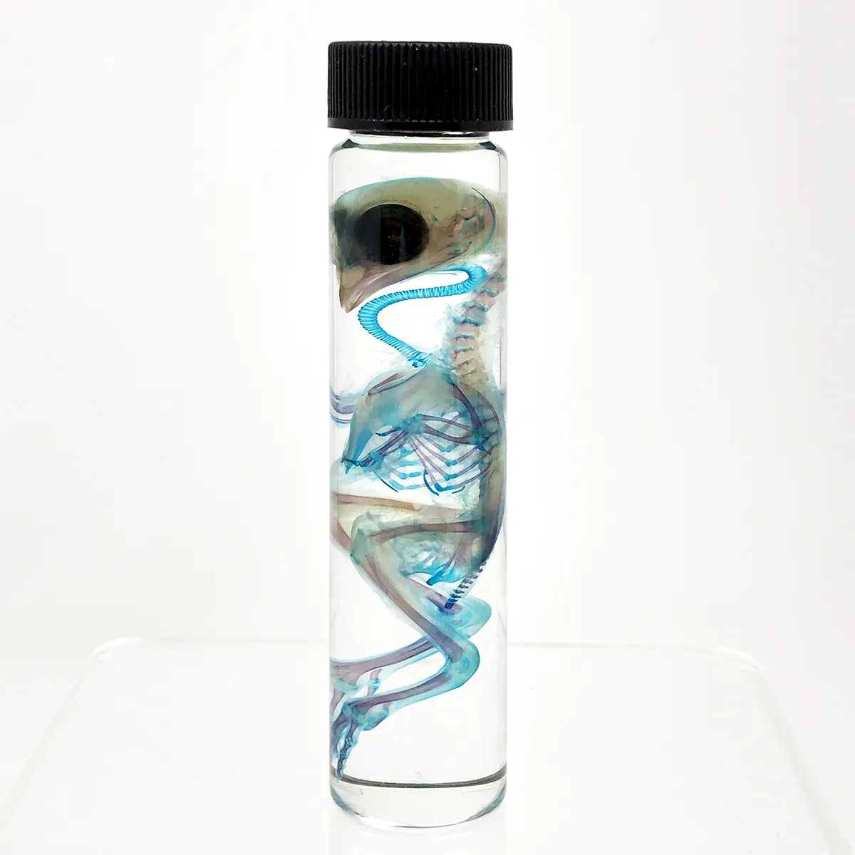 Diaphonized Young Quail in X-Tall Vial Double Stained