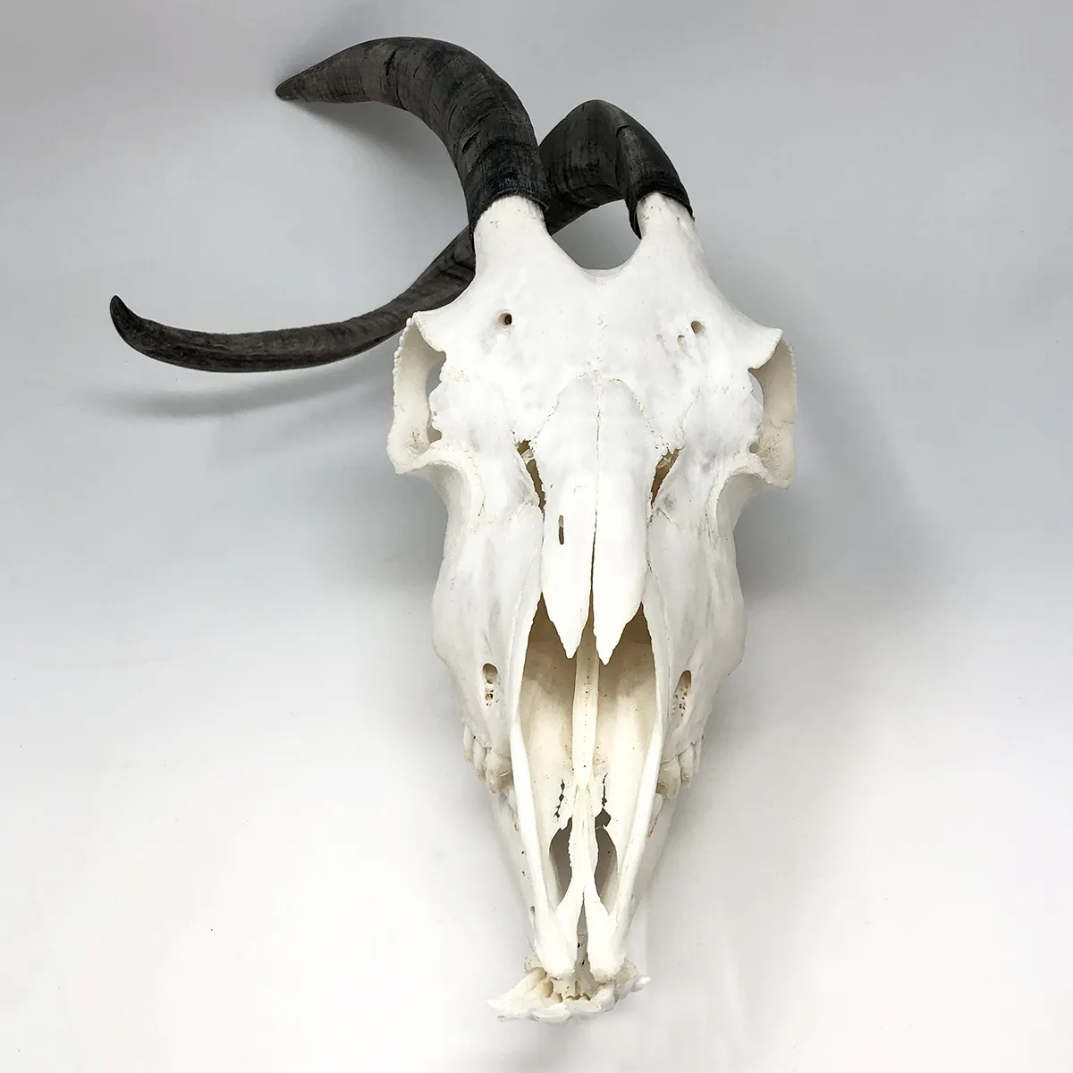 NH303A Spanish Goat Skull Wonky Horns