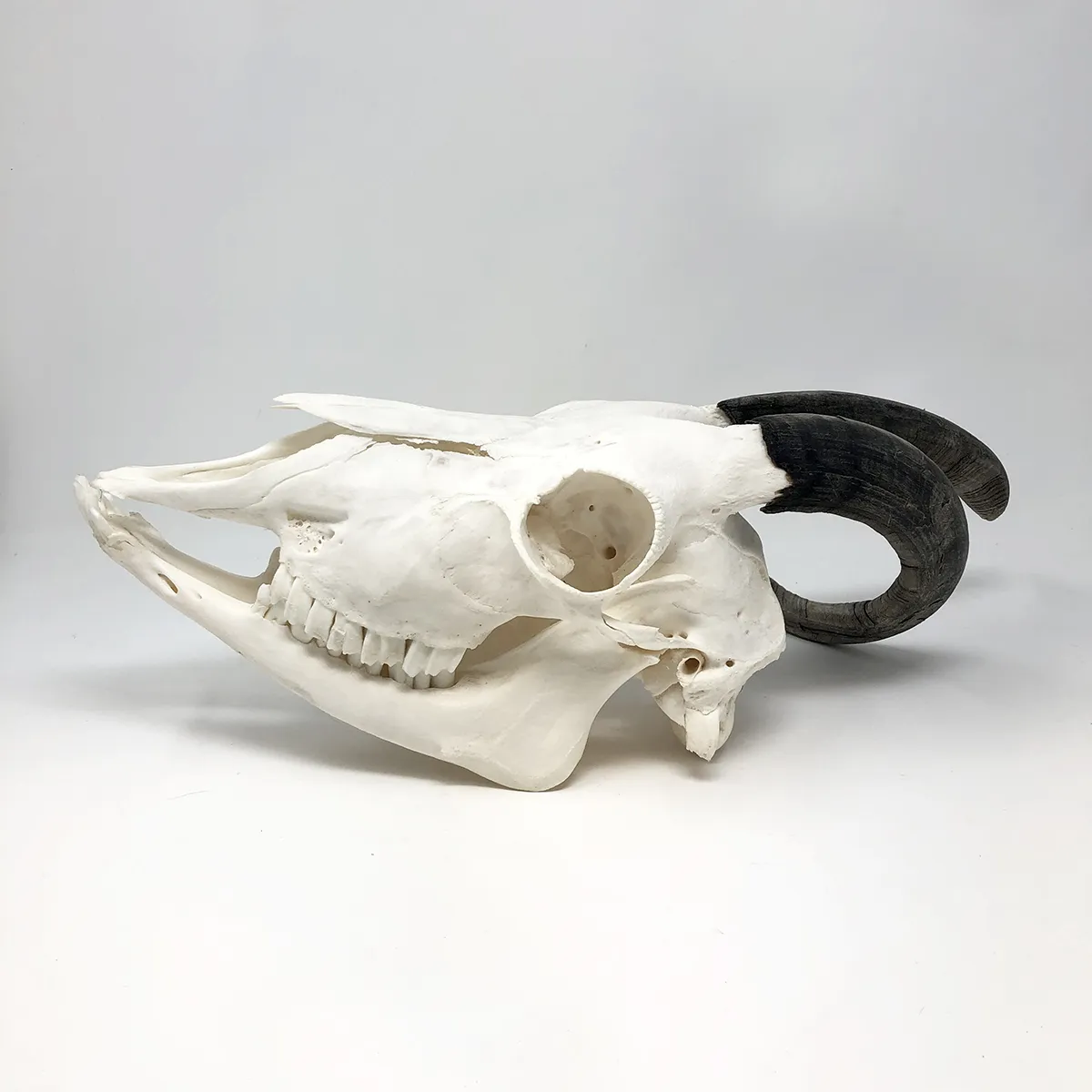 NH303B Spanish Goat Skull Wonky Horns