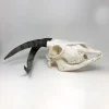 NH303D Spanish Goat Skull Wonky Horns