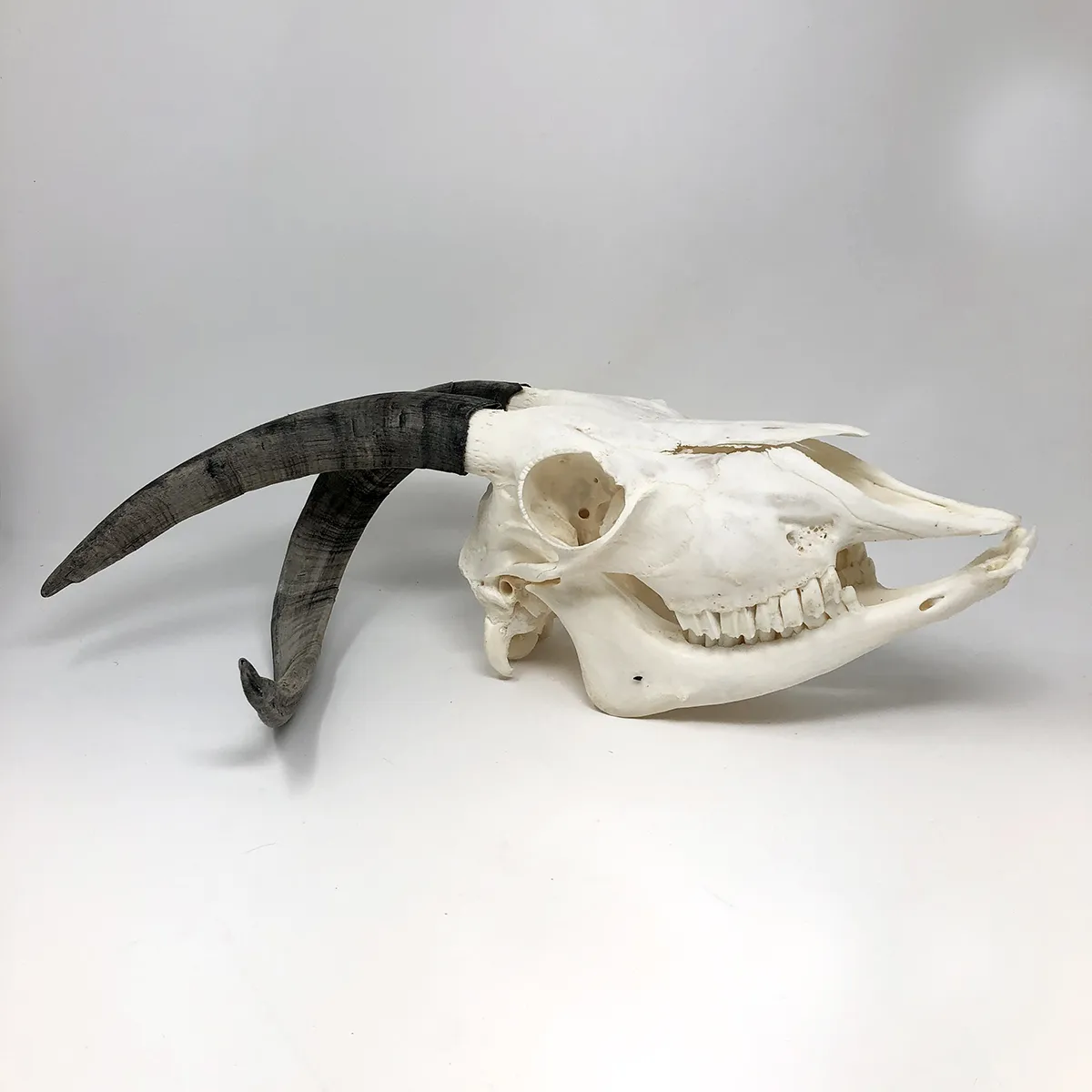 NH303D Spanish Goat Skull Wonky Horns